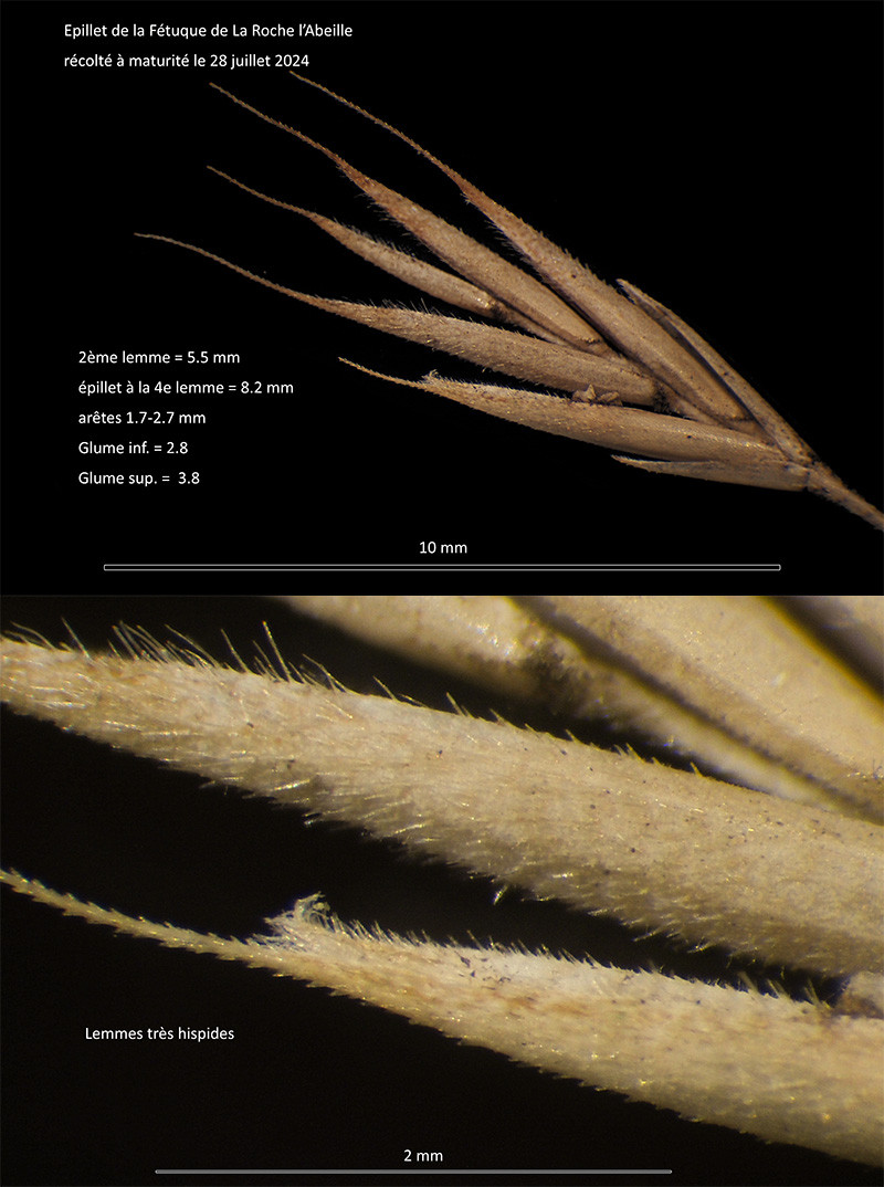 Festuca lemanii Bast. #79736