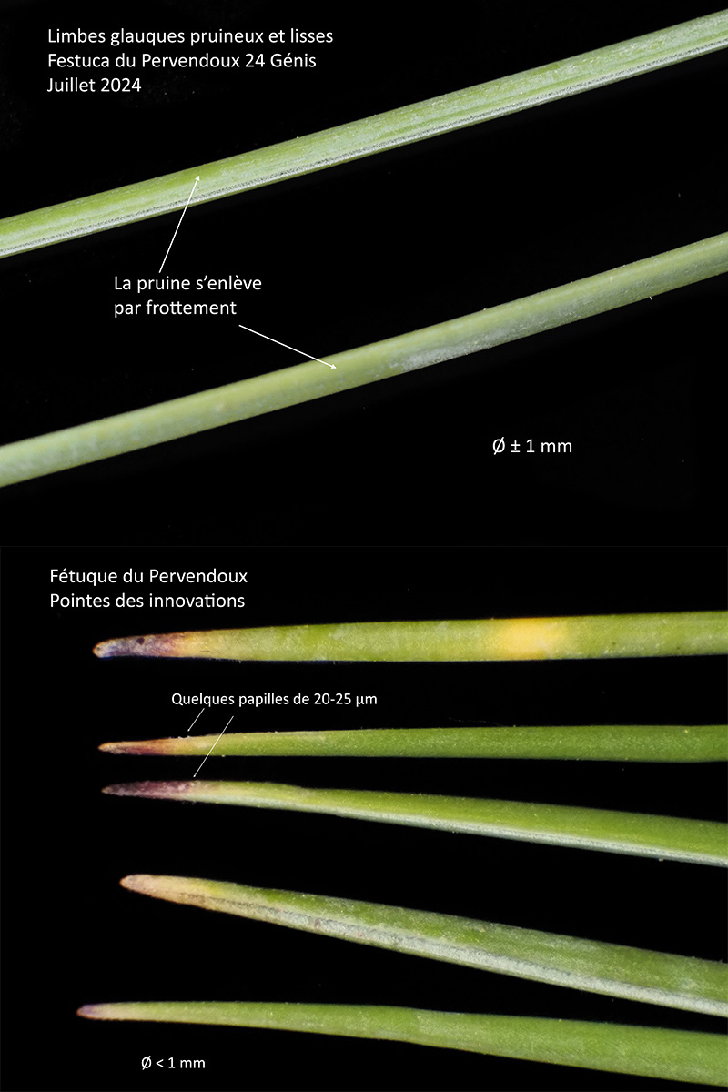 Festuca longifolia Thuil. #79742