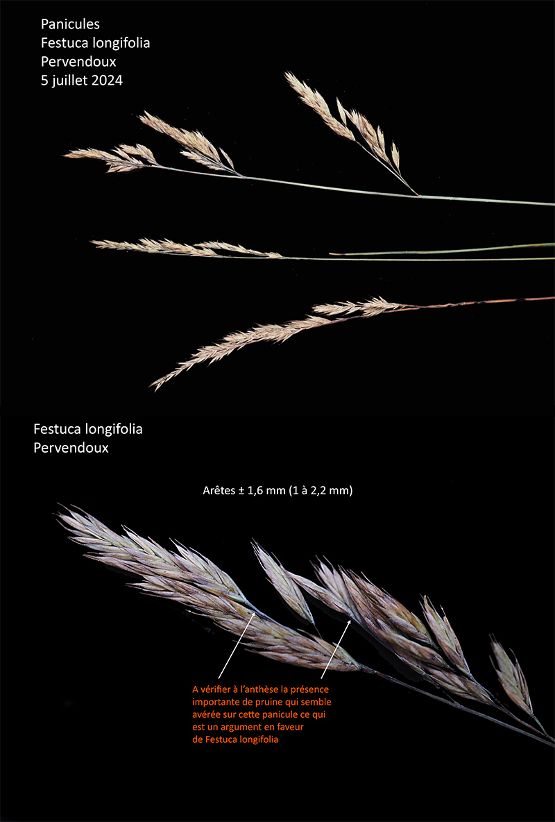 Festuca longifolia Thuil. #79740