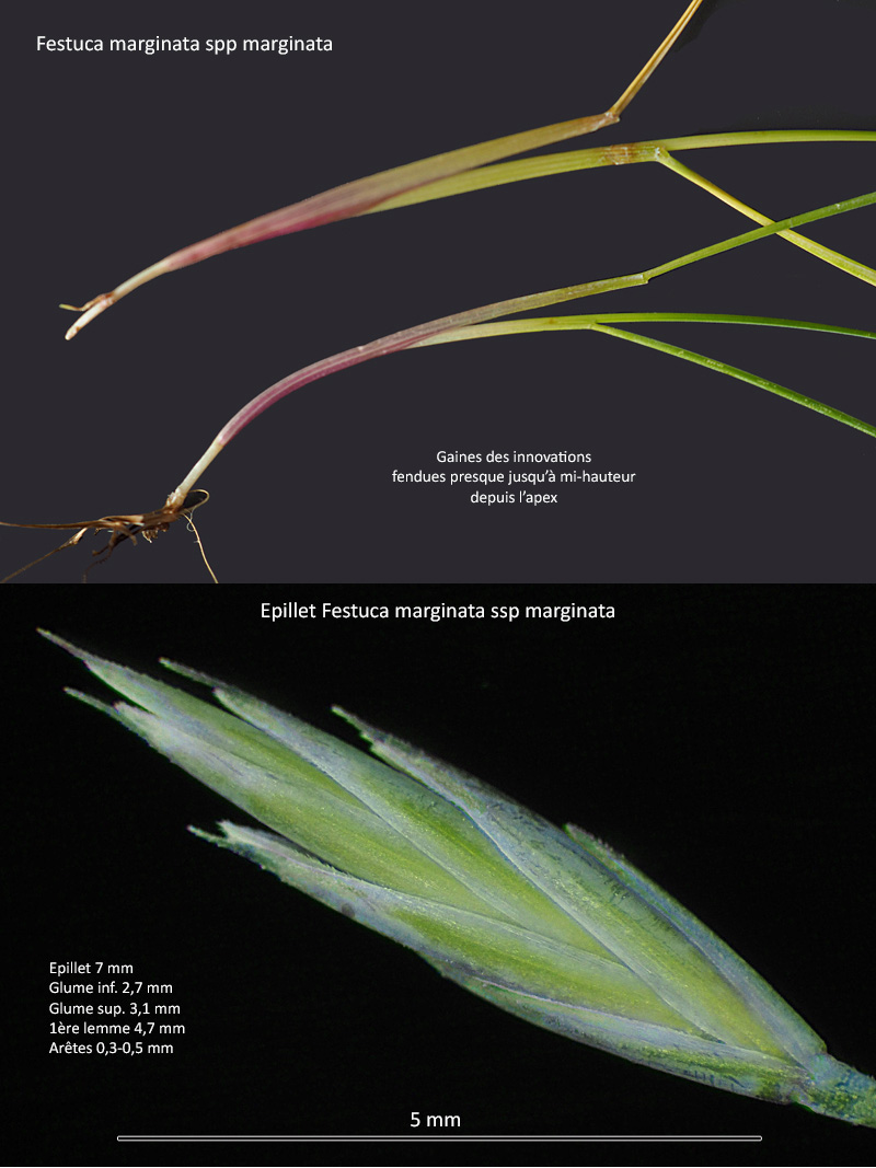 Festuca marginata (Hack.) K. Richt. ssp marginata #66775