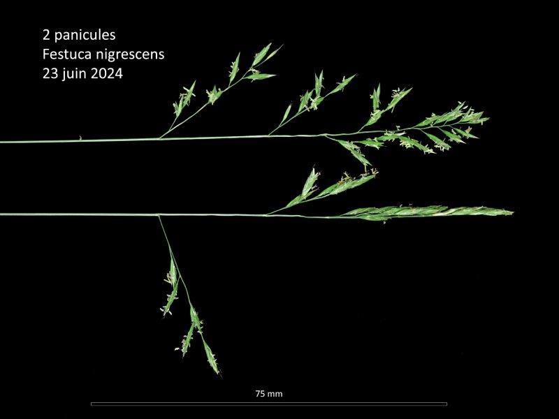 Festuca nigrescens Lam. subsp. nigrescens #79271