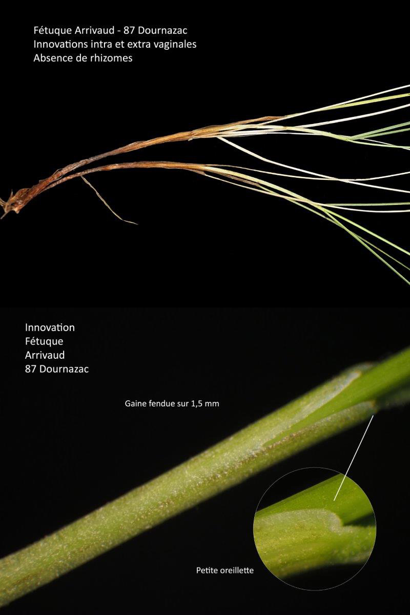 Festuca nigrescens Lam. subsp. nigrescens #79272