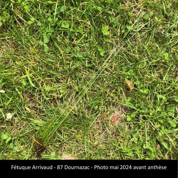 Festuca nigrescens Lam. subsp. nigrescens #79270