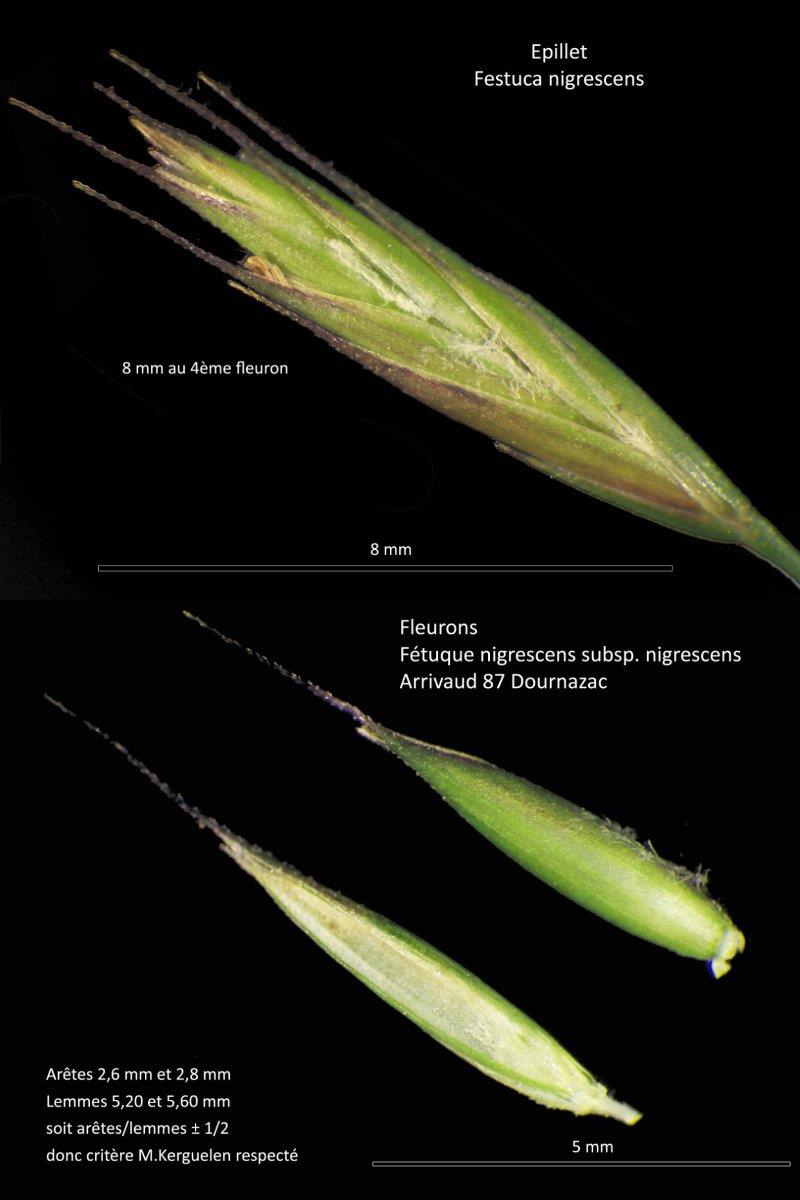 Festuca nigrescens Lam. subsp. nigrescens #79273