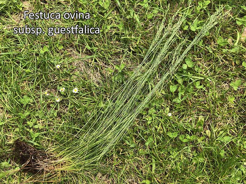 Festuca ovina subsp. guestfalica - La Fétuque de Westphalie #79210