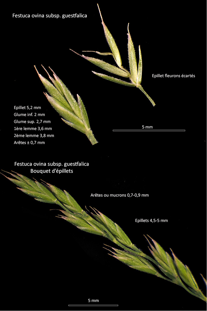 Festuca ovina subsp. guestfalica - La Fétuque de Westphalie #79213