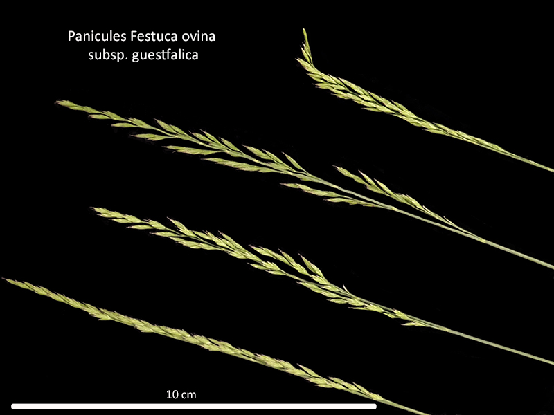 Festuca ovina subsp. guestfalica - La Fétuque de Westphalie #79212
