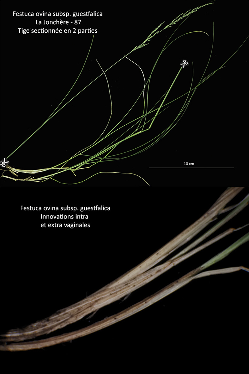 Festuca ovina subsp. guestfalica - La Fétuque de Westphalie #79211