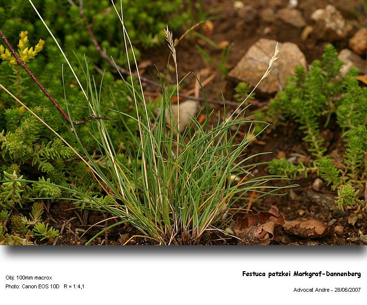 Festuca patzkei Markgraf-Dannenberg #14006
