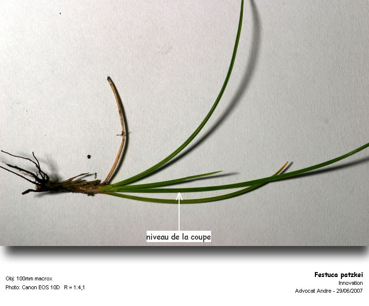 Festuca patzkei Markgraf-Dannenberg #14007