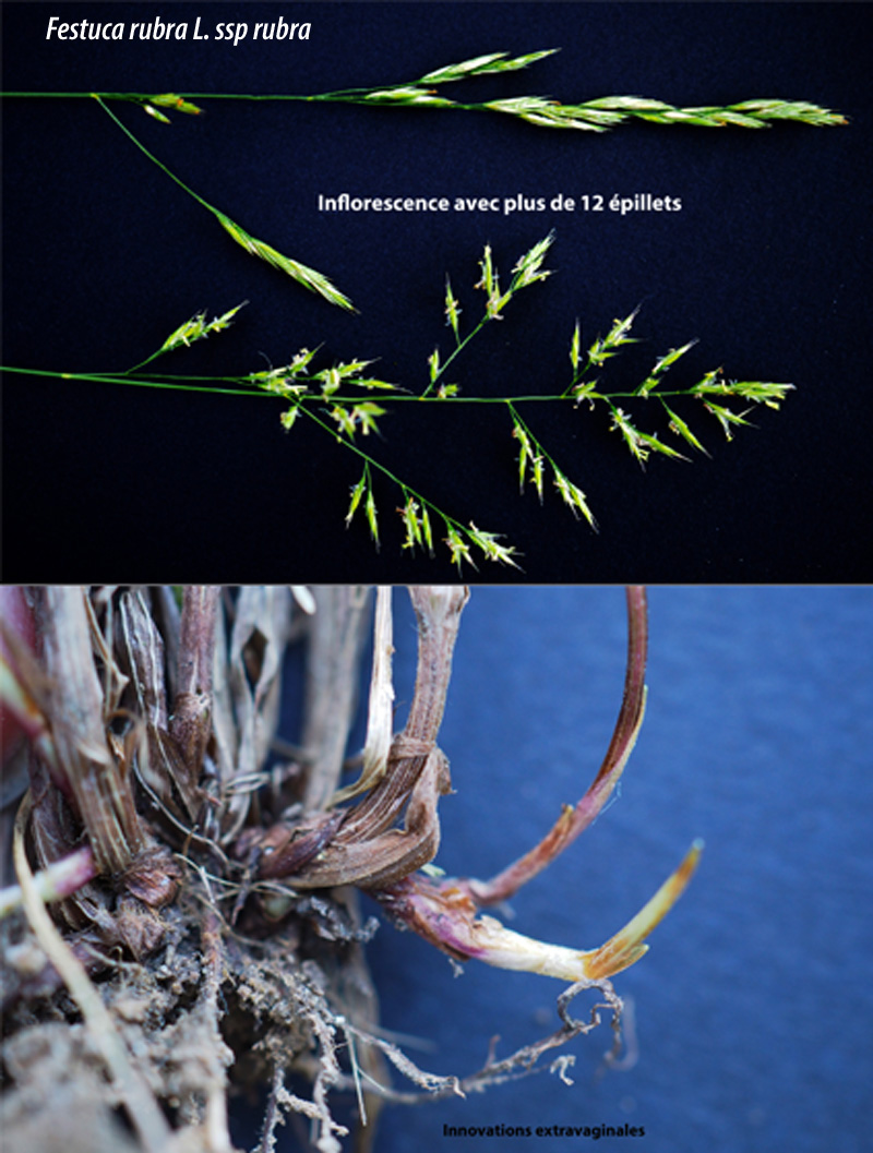 Festuca rubra : une Poacée plus difficile #59915