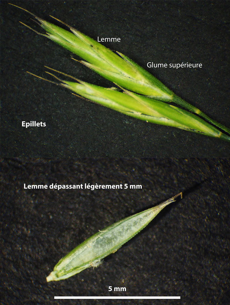 Festuca rubra : une Poacée plus difficile #59912