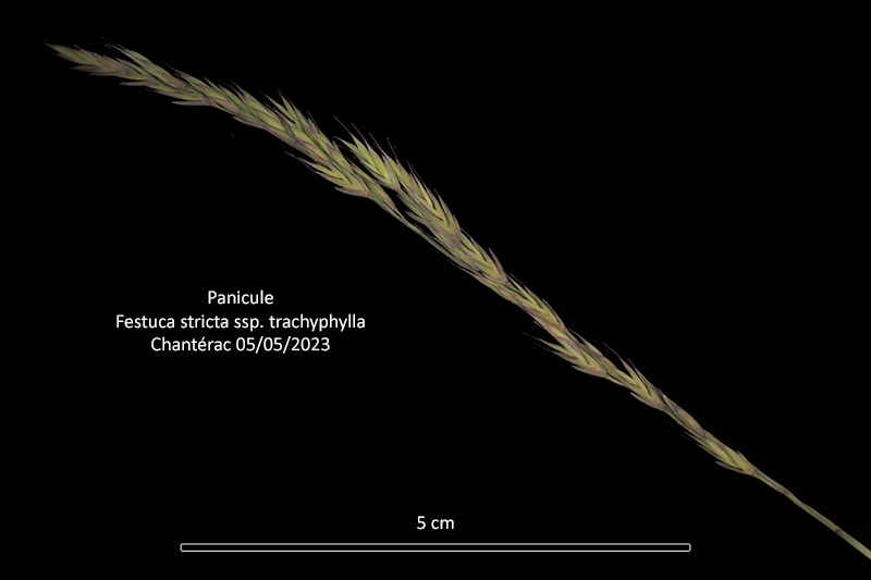 Festuca stricta Host ssp. trachyphylla (Hack.) Patzke #75868