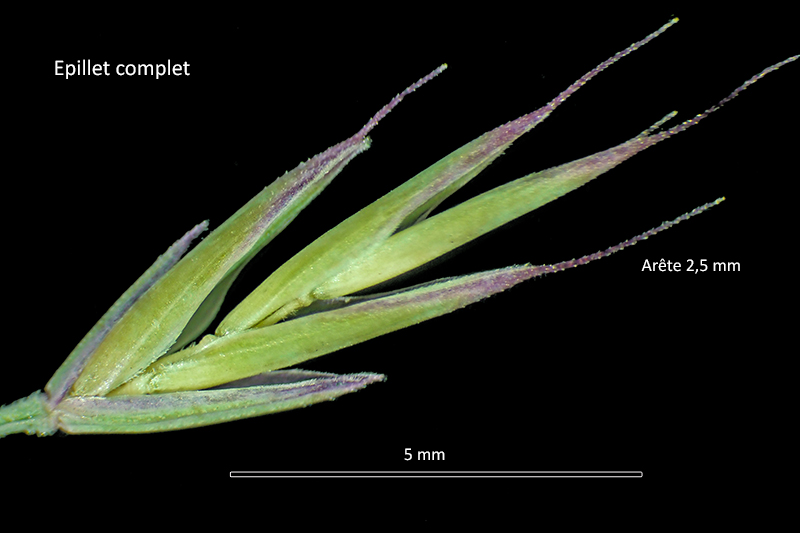 Festuca stricta Host ssp. trachyphylla (Hack.) Patzke #75869