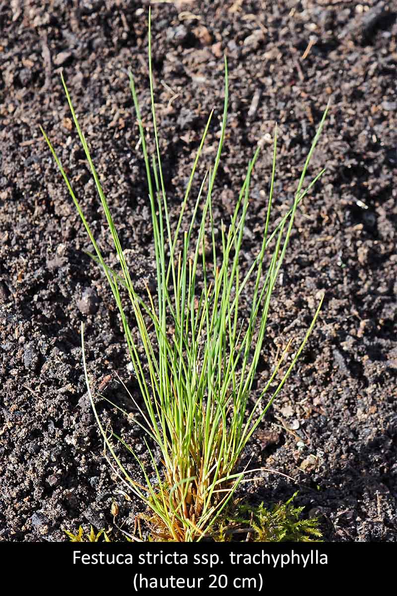 Festuca stricta Host ssp. trachyphylla (Hack.) Patzke #75867