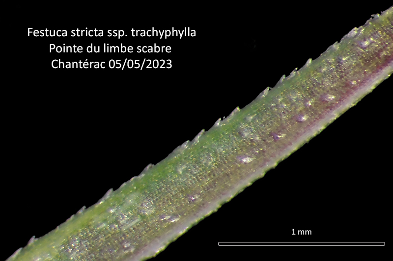 Festuca stricta Host ssp. trachyphylla (Hack.) Patzke #75870