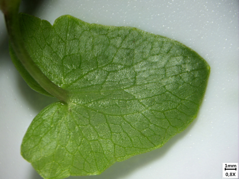 Ficaria verna Huds. , 1762 - Renoncule ficaire #69847