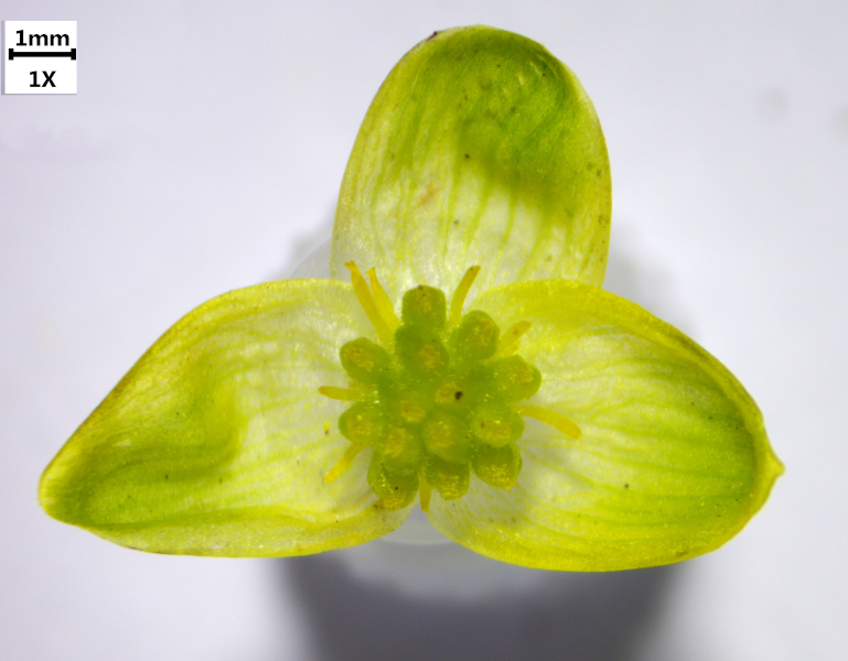 Ficaria verna Huds. , 1762 - Renoncule ficaire #69853