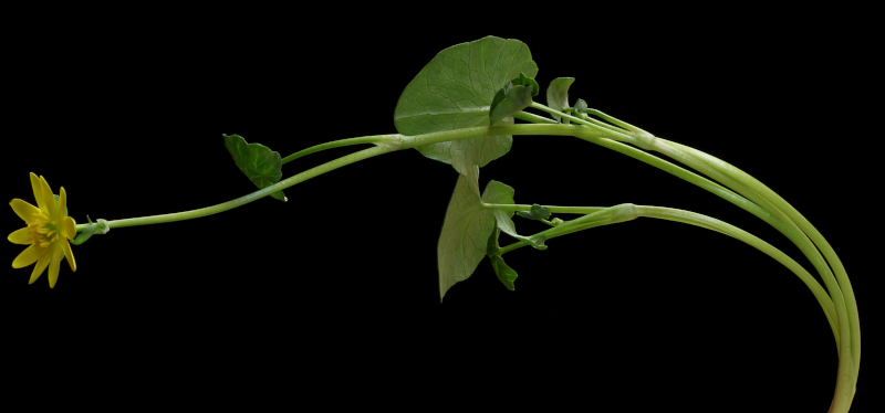 Ficaria verna Huds. , 1762 - Renoncule ficaire #69850