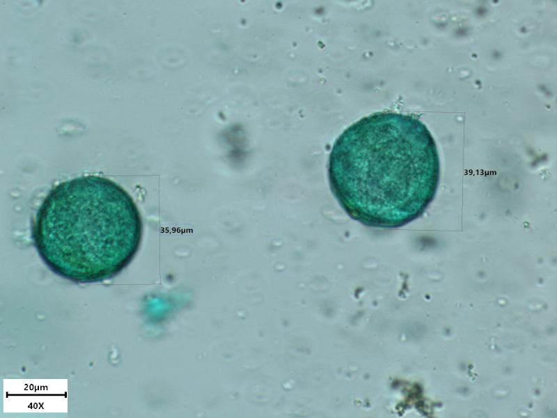 Ficaria verna Huds., 1762 - Renoncule ficaire - Pollen #69856