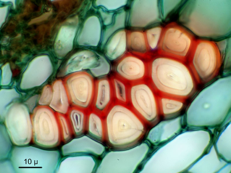 Ficus benjamina, histologie. #15970