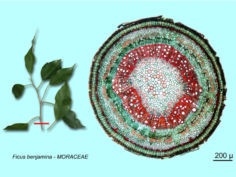 Ficus benjamina, histologie. #15967