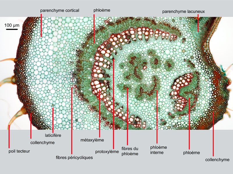 Ficus carica, histologie #18737