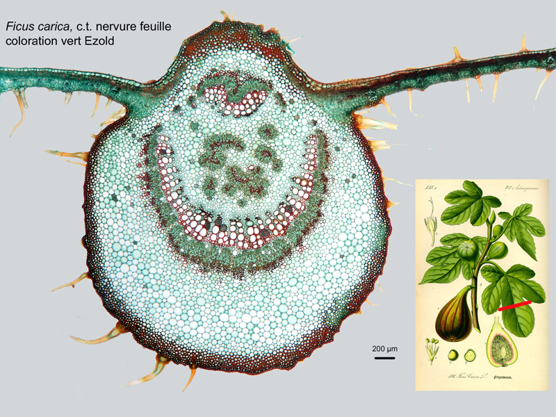 Ficus carica, histologie #18736