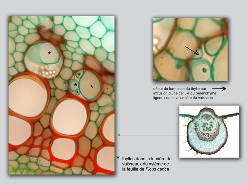 Ficus carica, histologie #18738