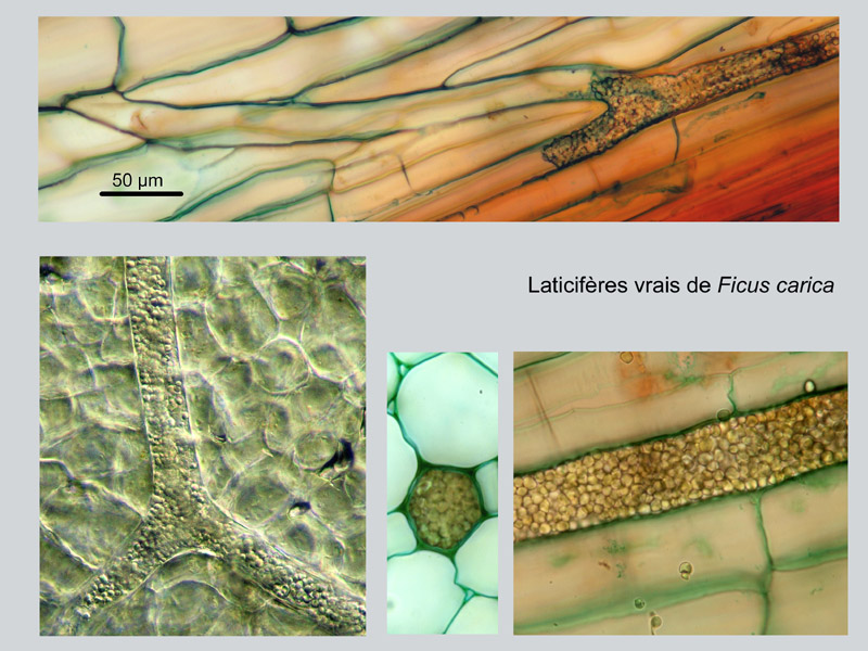 Ficus carica, histologie #18740