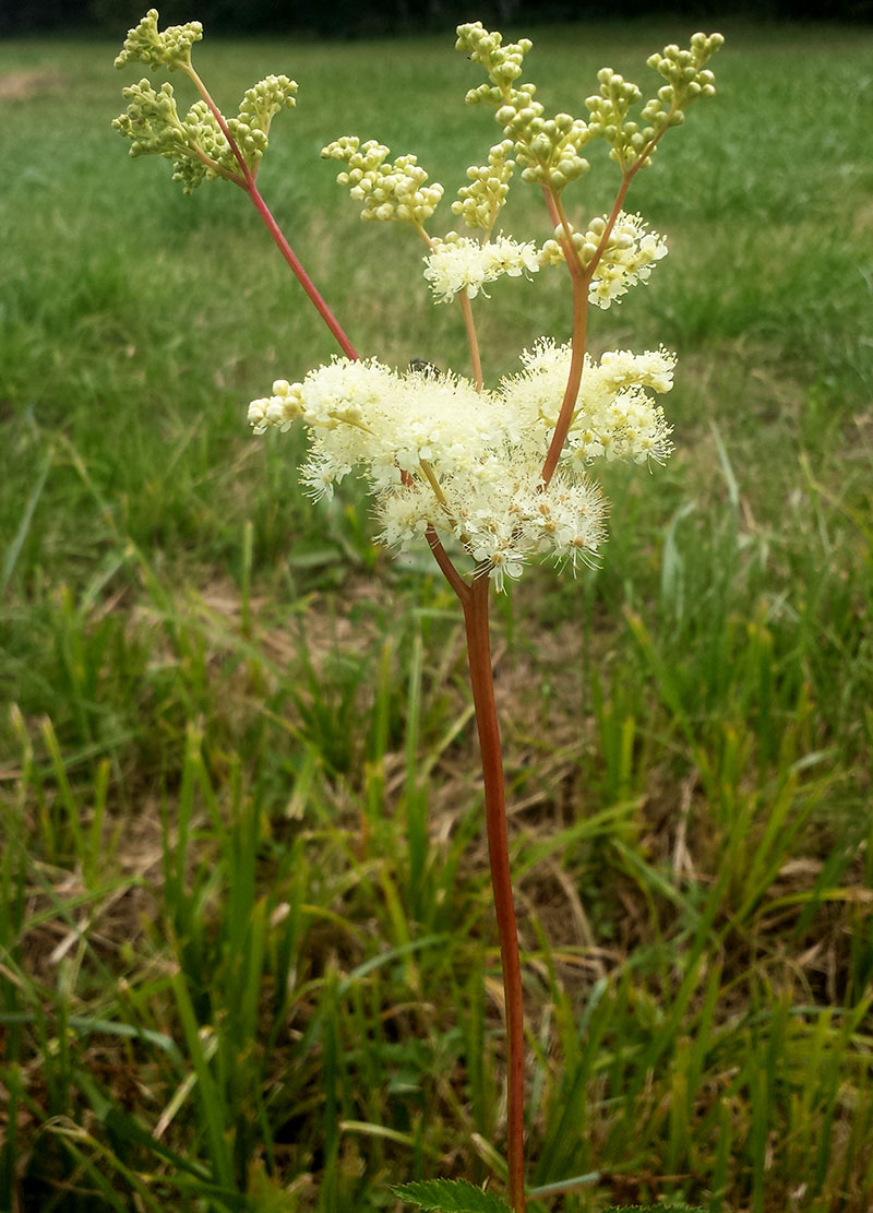 Filipendula ulmaria #53740