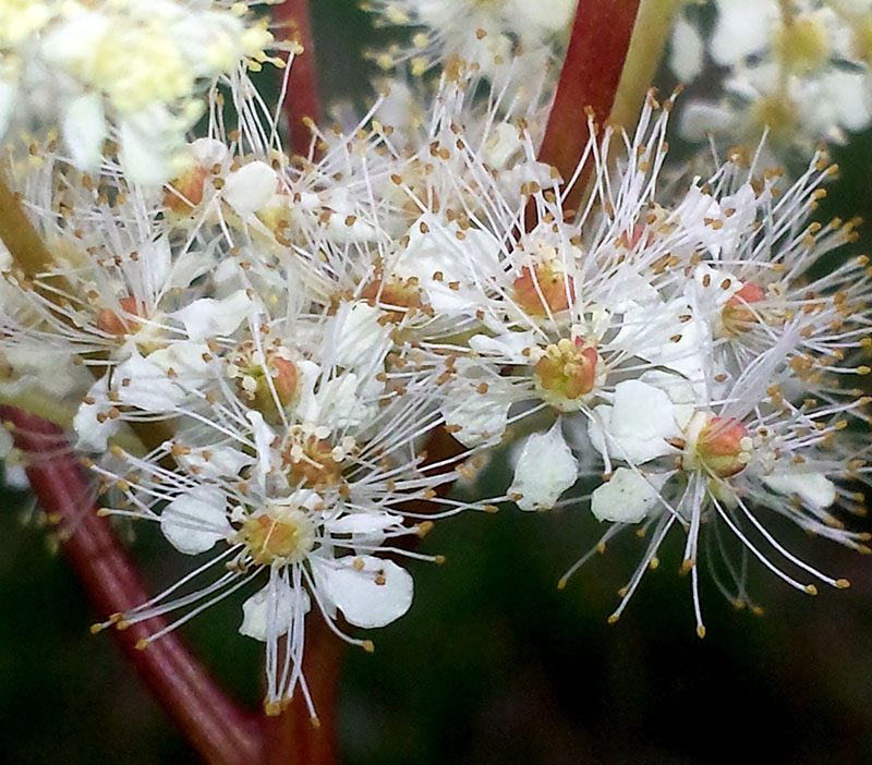 Filipendula ulmaria #53741