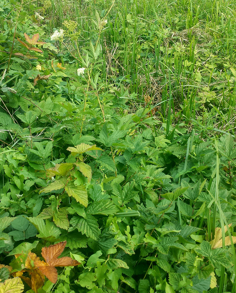 Filipendula ulmaria #53738