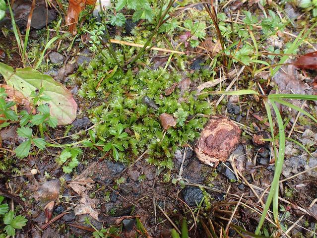 Fissidens adiantoides Hedw. #65264