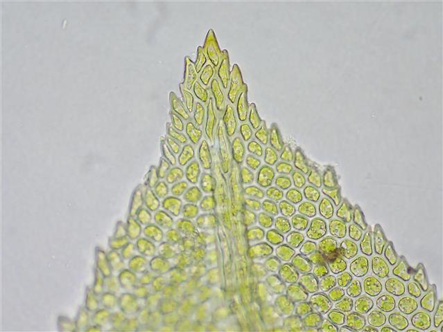 Fissidens adiantoides Hedw. #65267