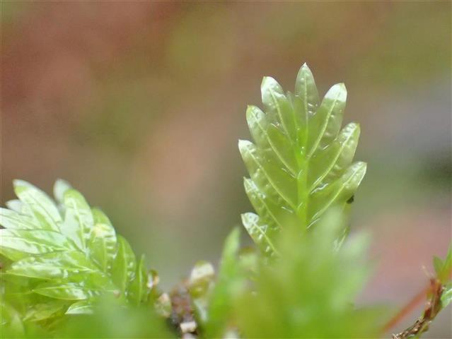 Fissidens adiantoides Hedw. #65265