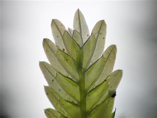 Fissidens adiantoides Hedw. #65266