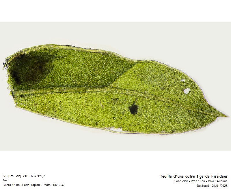 Fissidens bryoides Hedw. #81339