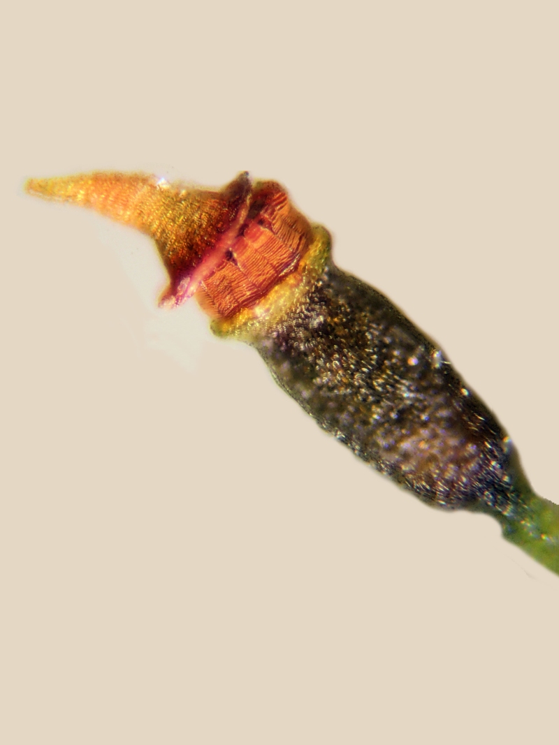 Fissidens bryoides Hedw. #81336