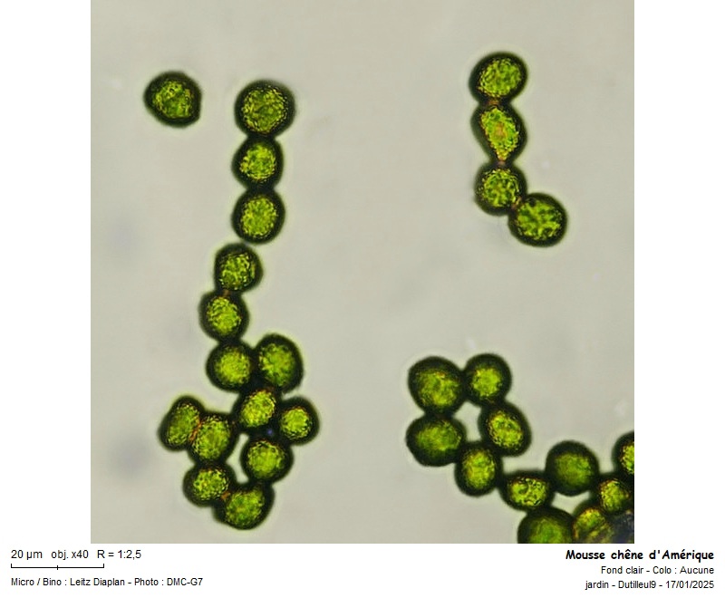 Fissidens bryoides Hedw. #81337