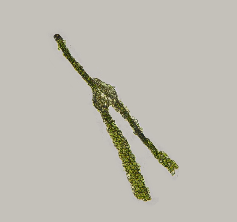 Fissidens bryoides Hedw. #81332