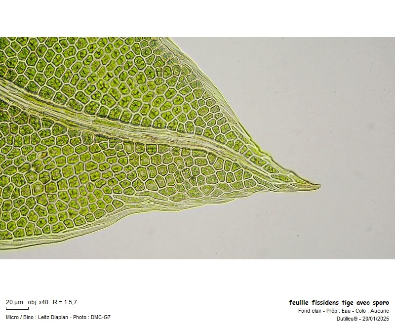 Fissidens bryoides Hedw. #81330