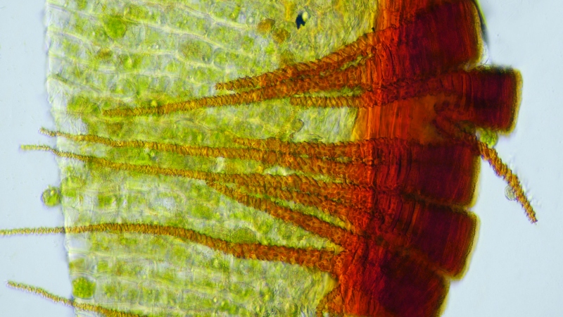 Fissidens bryoides Hedw. #81338