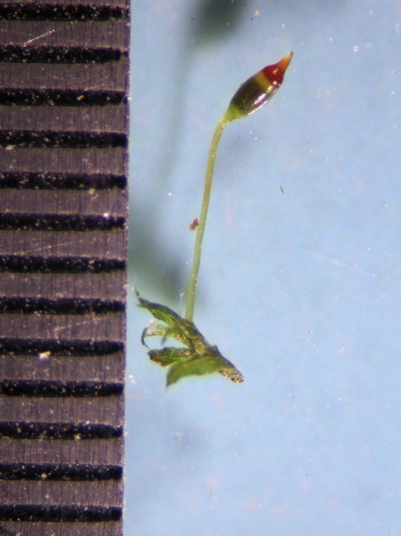 Fissidens bryoides Hedw. #81340