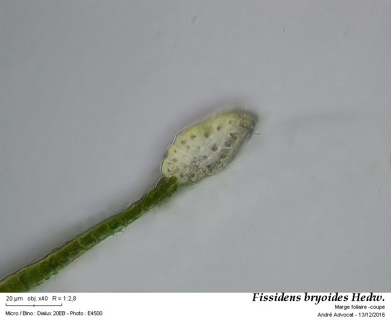 Fissidens bryoides Hedw. #47904