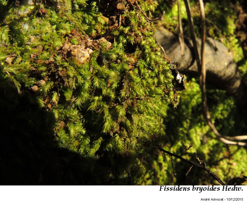 Fissidens bryoides Hedw. #47899