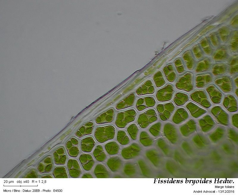 Fissidens bryoides Hedw. #47905