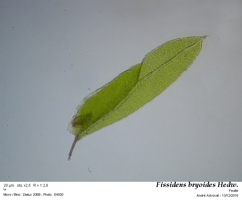 Fissidens bryoides Hedw. #47901