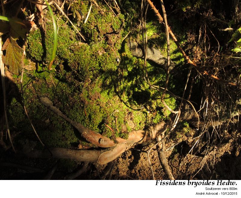 Fissidens bryoides Hedw. #47902
