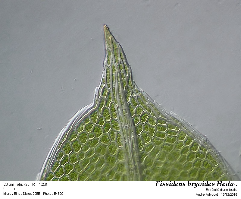 Fissidens bryoides Hedw. #47907